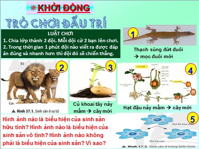 Bài giảng Khoa học tự nhiên 7 (Cánh diều) - Sinh học - Bài 33: Sinh sản hữu tính ở sinh vật